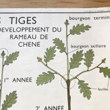 Rossignol pedagogical poster