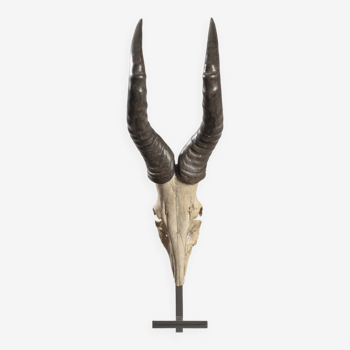 Bubal trophy horn