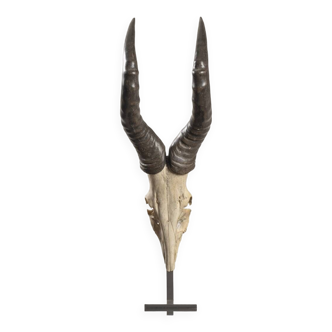 Bubal trophy horn