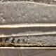 Coffee table signed Capron