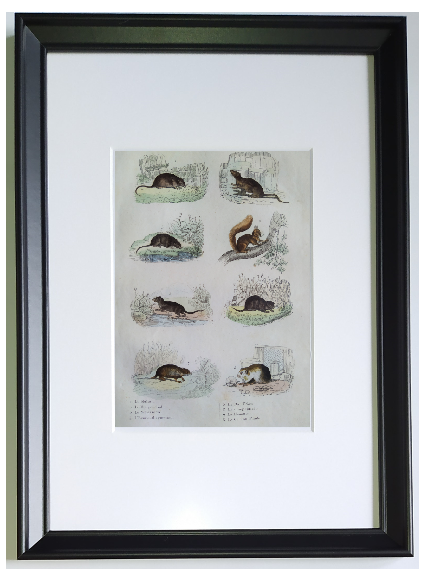 Original zoological plate "field mouse, perch rat, scherman,... - Buffon 1838