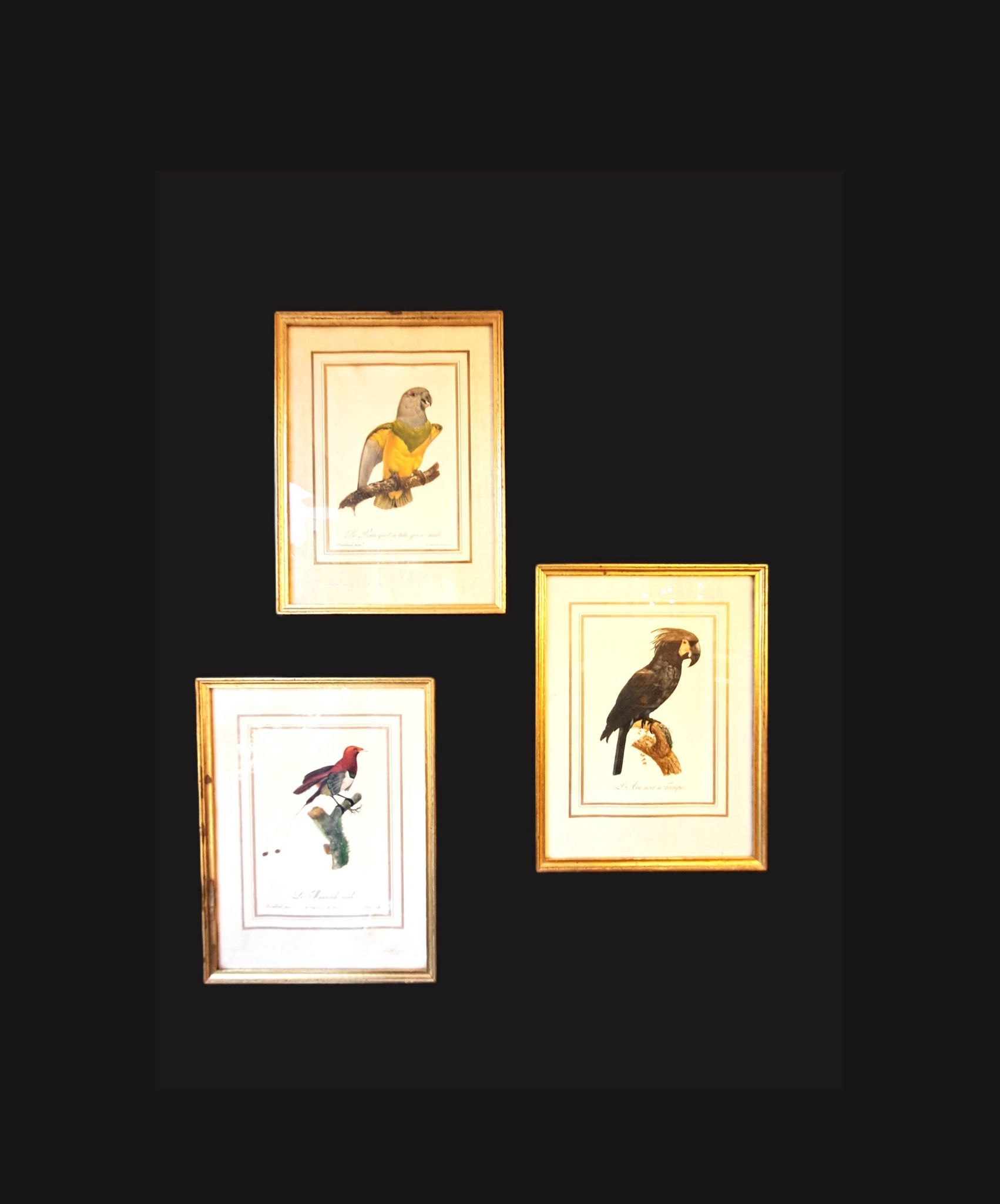 Trois Impressions D’oiseaux Tropicaux Par Barraband