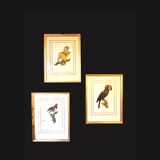 Three Tropical Bird Prints by Barraband