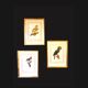 Trois Impressions D’oiseaux Tropicaux Par Barraband