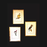 Trois Impressions D’oiseaux Tropicaux Par Barraband