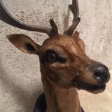 Hunting trophy