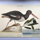 Planche ancienne oiseaux -Le Preneur d'huitres- belle gravure de Seligmann