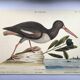 Antique bird plate - The Oyster Taker - beautiful engraving by Seligmann