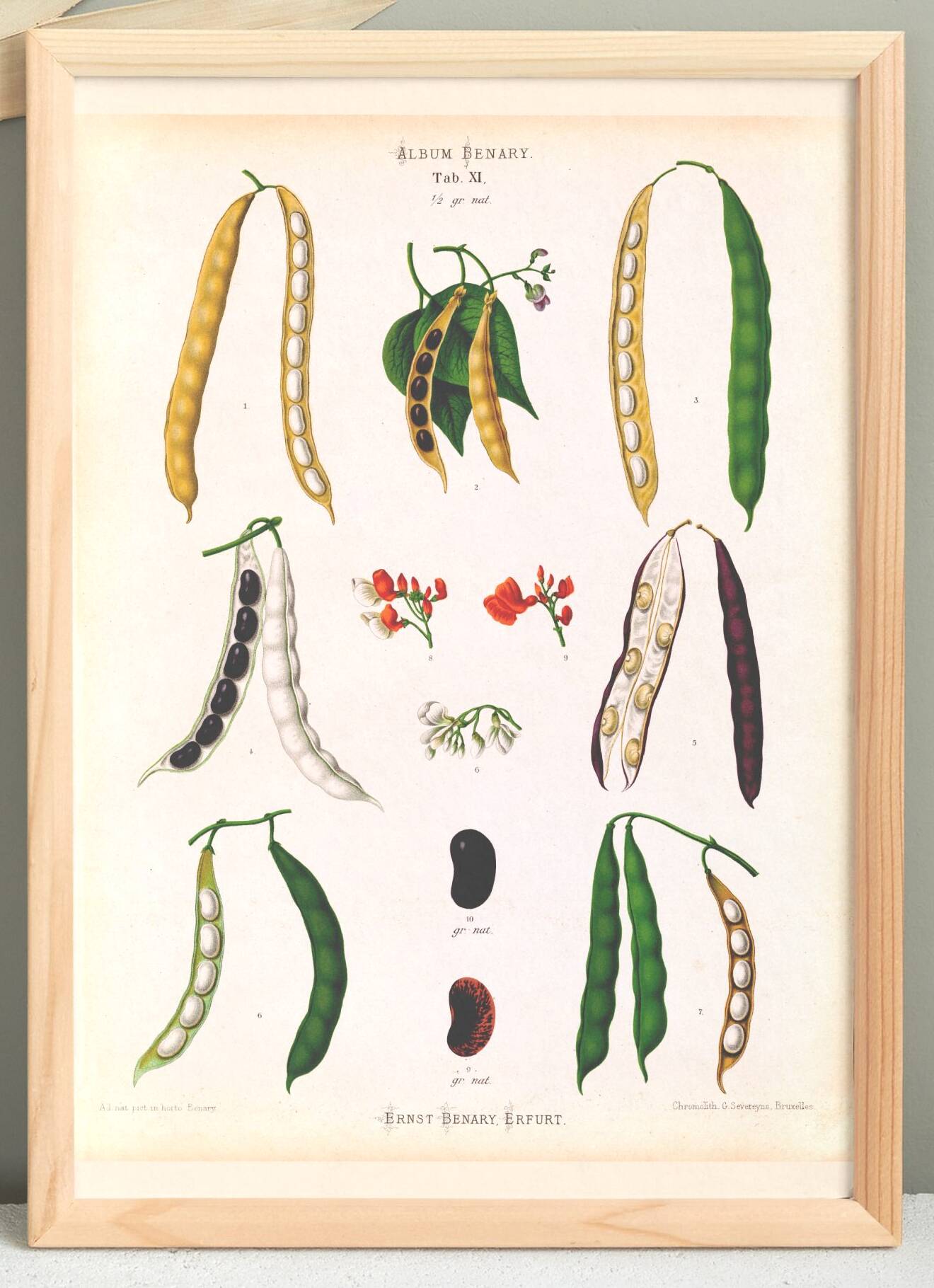 Poster on varieties of broad beans, based on an old engraving from 1886.