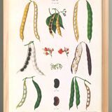 Poster on varieties of broad beans, based on an old engraving from 1886.