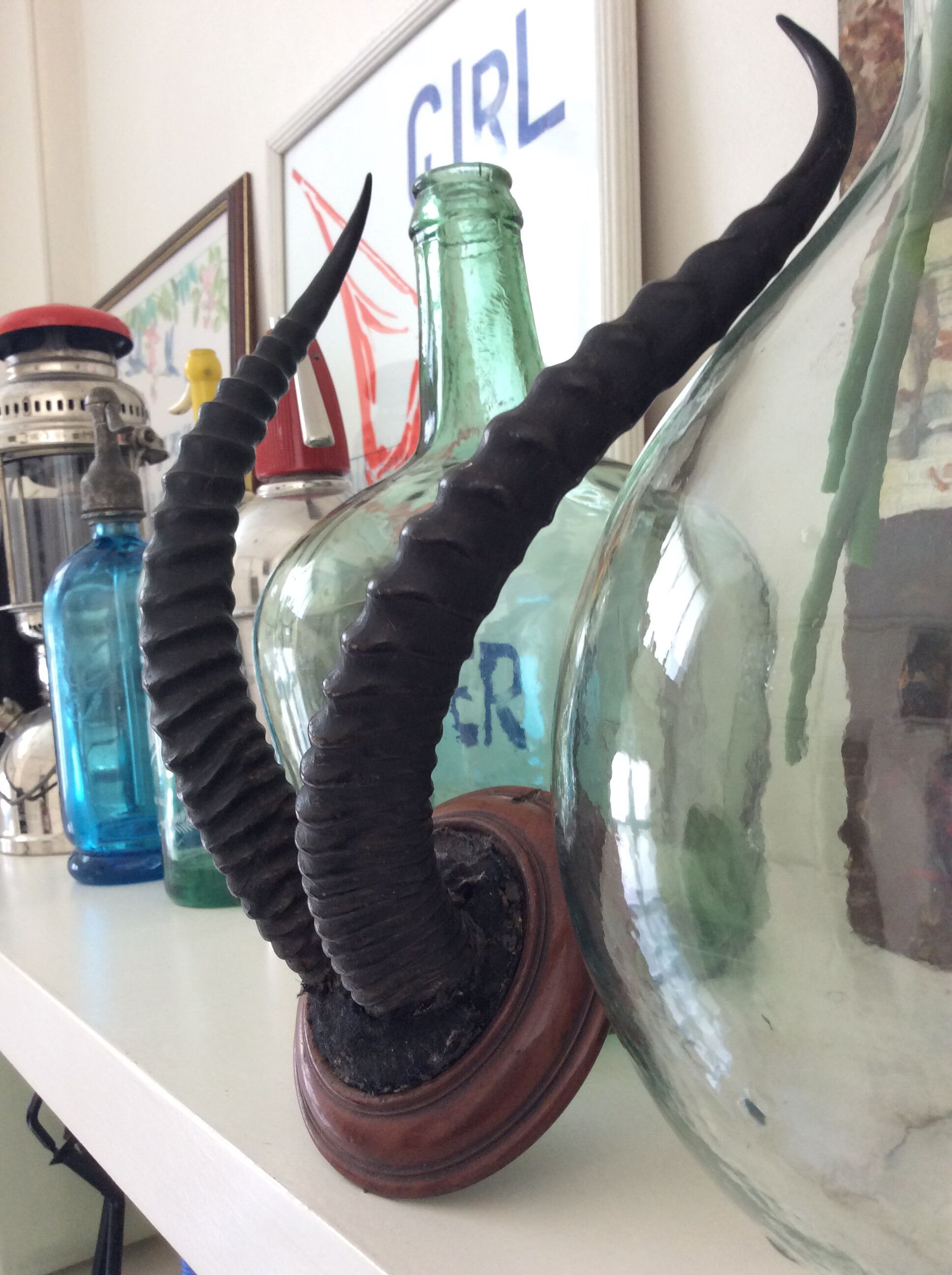 Trophy antelope horns