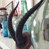 Trophy antelope horns