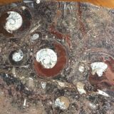Erfoud stone coffee table with fossils
