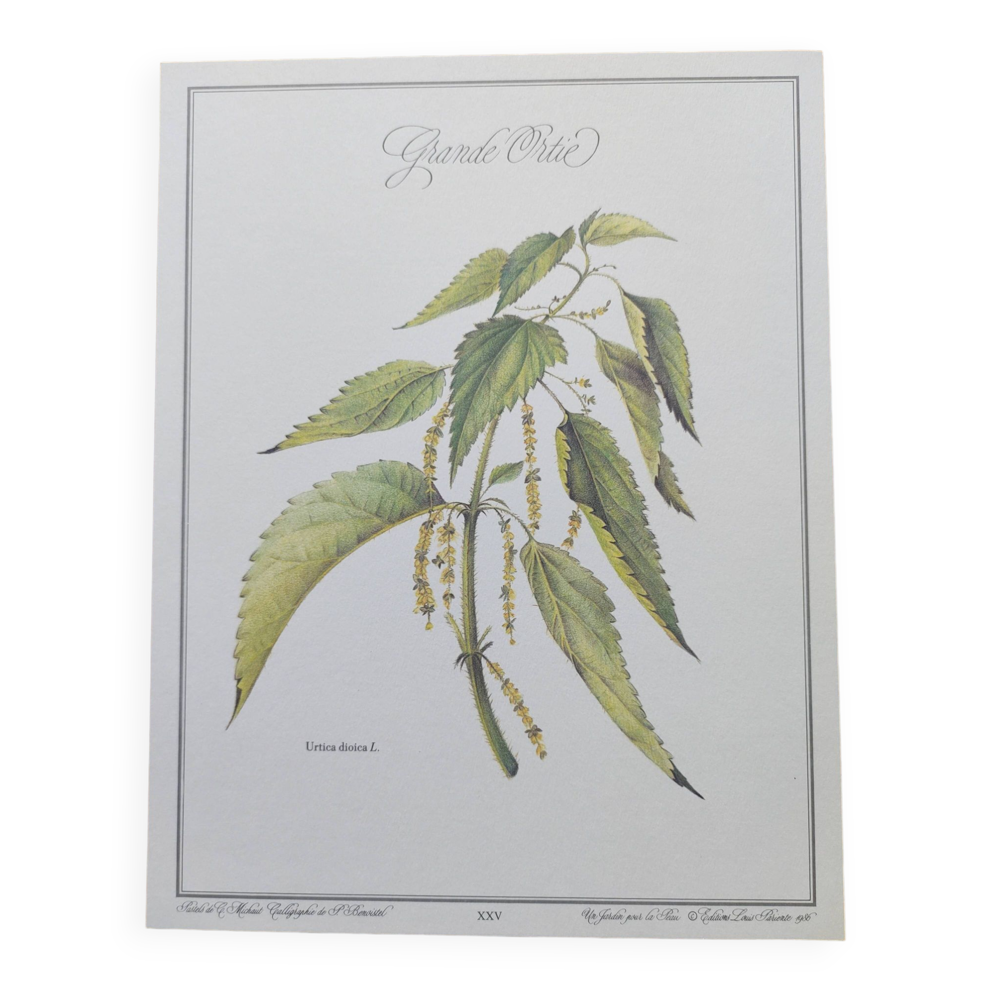 Botanical illustration -Great Nettle- Engraving of medicinal plants and herbs. Pastels by C. Michaut