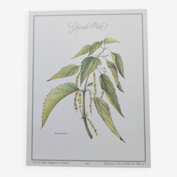 Botanical illustration -Great Nettle- Engraving of medicinal plants and herbs. Pastels by C. Michaut