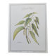 Botanical illustration -Great Nettle- Engraving of medicinal plants and herbs. Pastels by C. Michaut