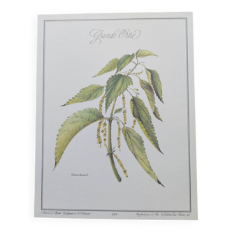 Botanical illustration -Great Nettle- Engraving of medicinal plants and herbs. Pastels by C. Michaut