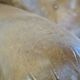 Fauteuil ancien en cuir de mouton