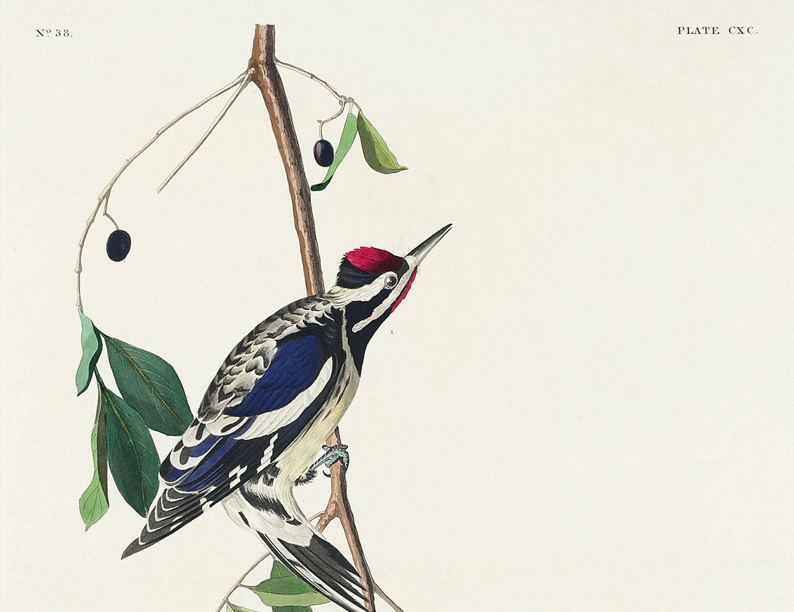 Poster about the Yellow-bellied Woodpecker, based on an old engraving from 1827.