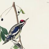 Poster about the Yellow-bellied Woodpecker, based on an old engraving from 1827.