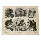 Lithograph engraving on the monkeys of the old world I – 1890