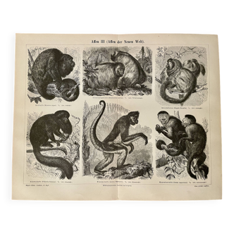 Lithograph engraving on the monkeys of the old world I – 1890