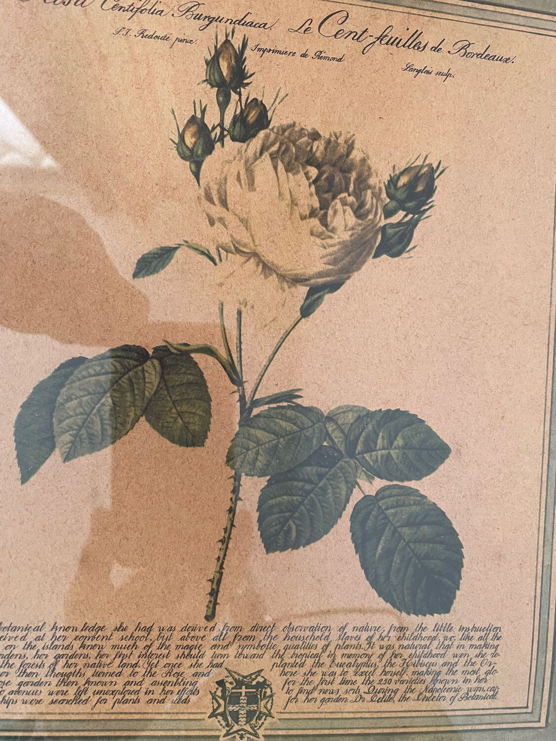 Botanical poster PJ Redoute
