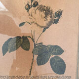 Botanical poster PJ Redoute