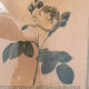 Botanical poster PJ Redoute
