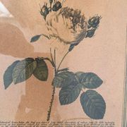 Botanical poster PJ Redoute