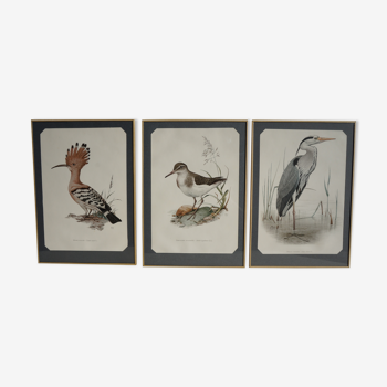 Set of 3 ornithology boards