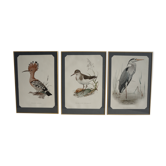 Set of 3 ornithology boards