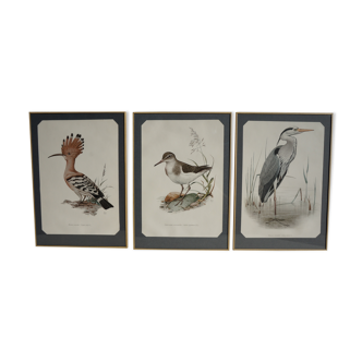 Lot de 3 planches d'ornithologie