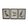 Set of 3 ornithology boards