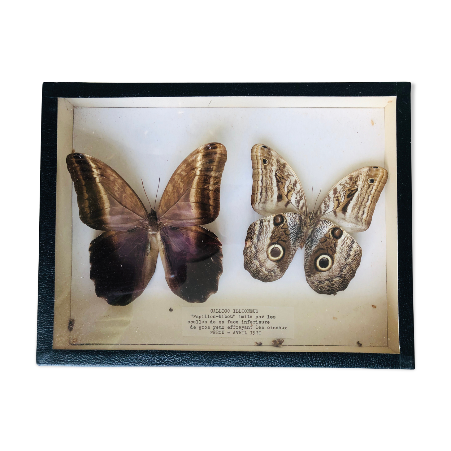Set of 2 naturalized butterflies