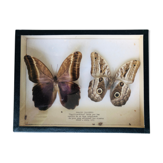 Set of 2 naturalized butterflies