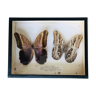 Set of 2 naturalized butterflies