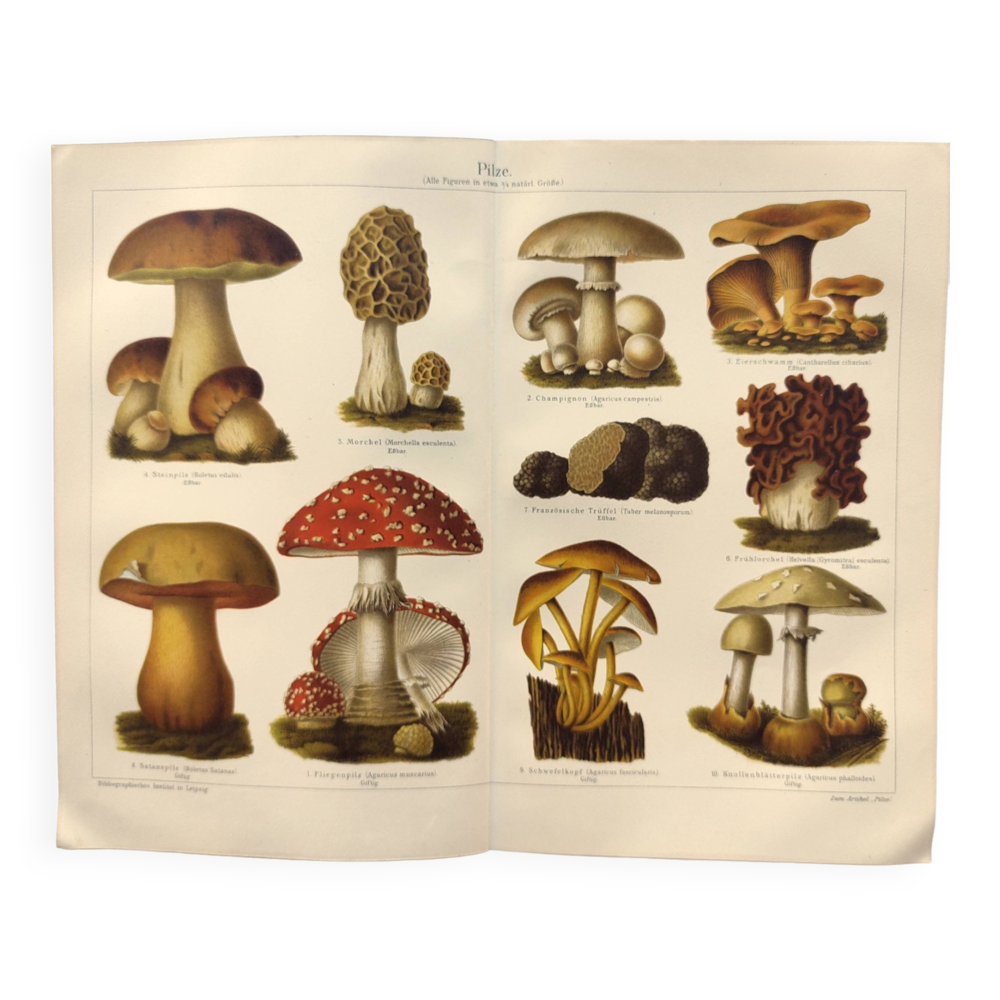 Botanical plate from 1909 - Mushrooms - Old German engraving
