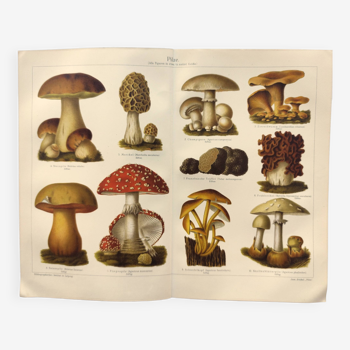Botanical plate from 1909 - Mushrooms - Old German engraving