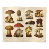 Botanical plate from 1909 - Mushrooms - Old German engraving