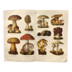 Botanical plate from 1909 - Mushrooms - Old German engraving
