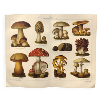 Planche botanique de 1909 - Champignons - Gravure ancienne allemande