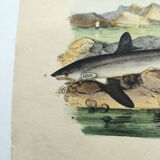 Old engraving from 1838 - Shark - Original hand-colored zoology and botany board.