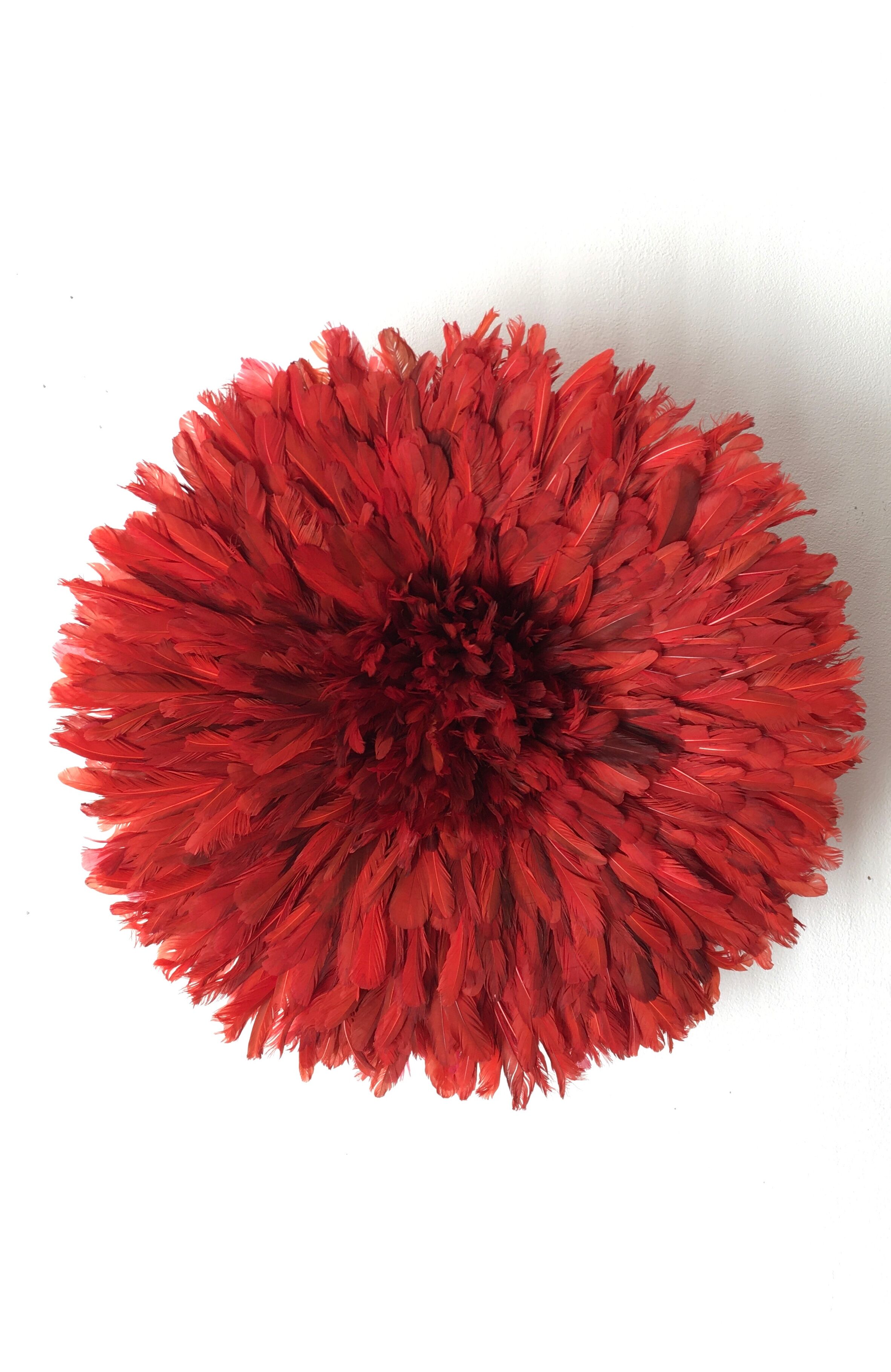 Red Jujuhat 50 cm