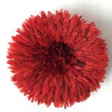 Red Jujuhat 50 cm
