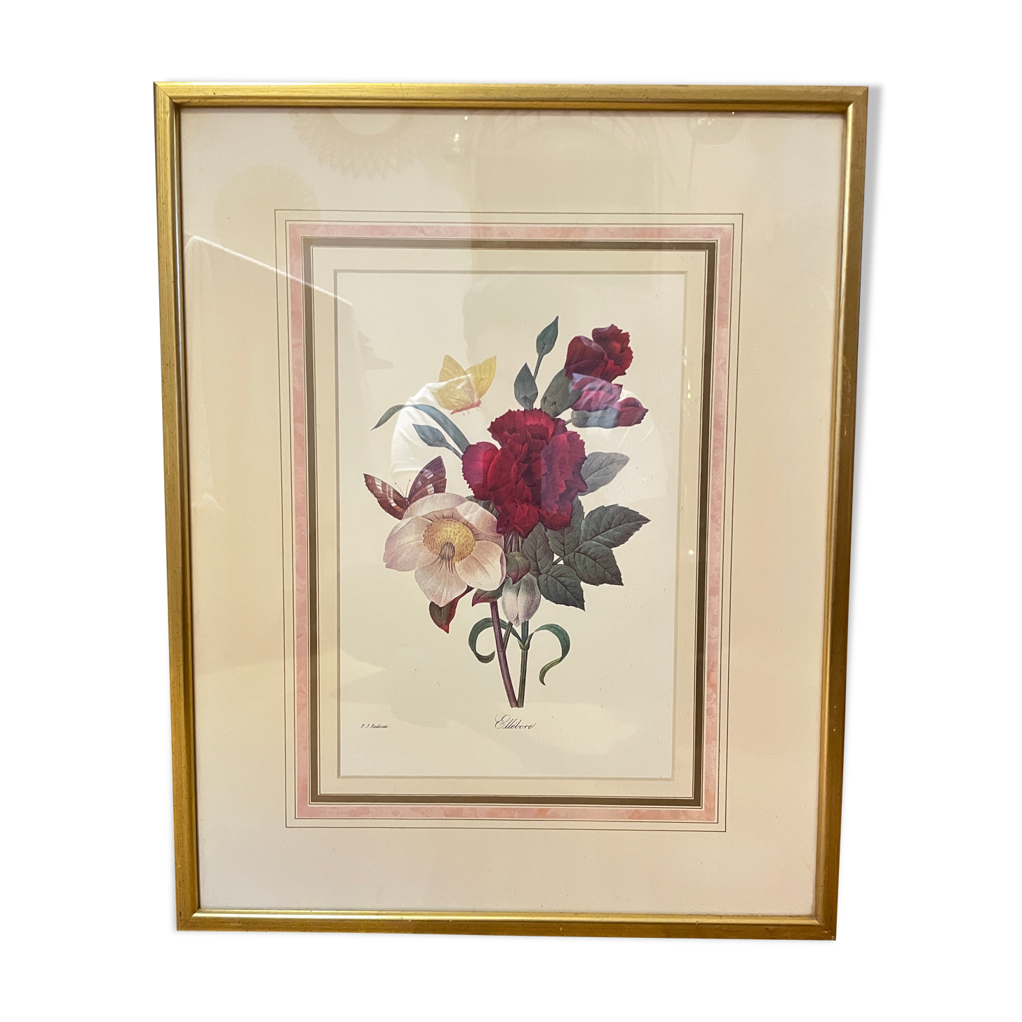 Floral lithograph by P.J Redouté