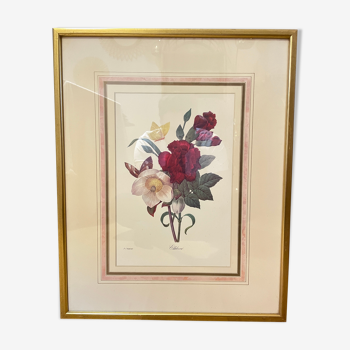 Floral lithograph by P.J Redouté