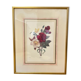 Floral lithograph by P.J Redouté