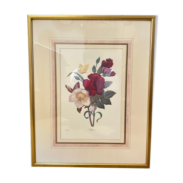 Floral lithograph by P.J Redouté