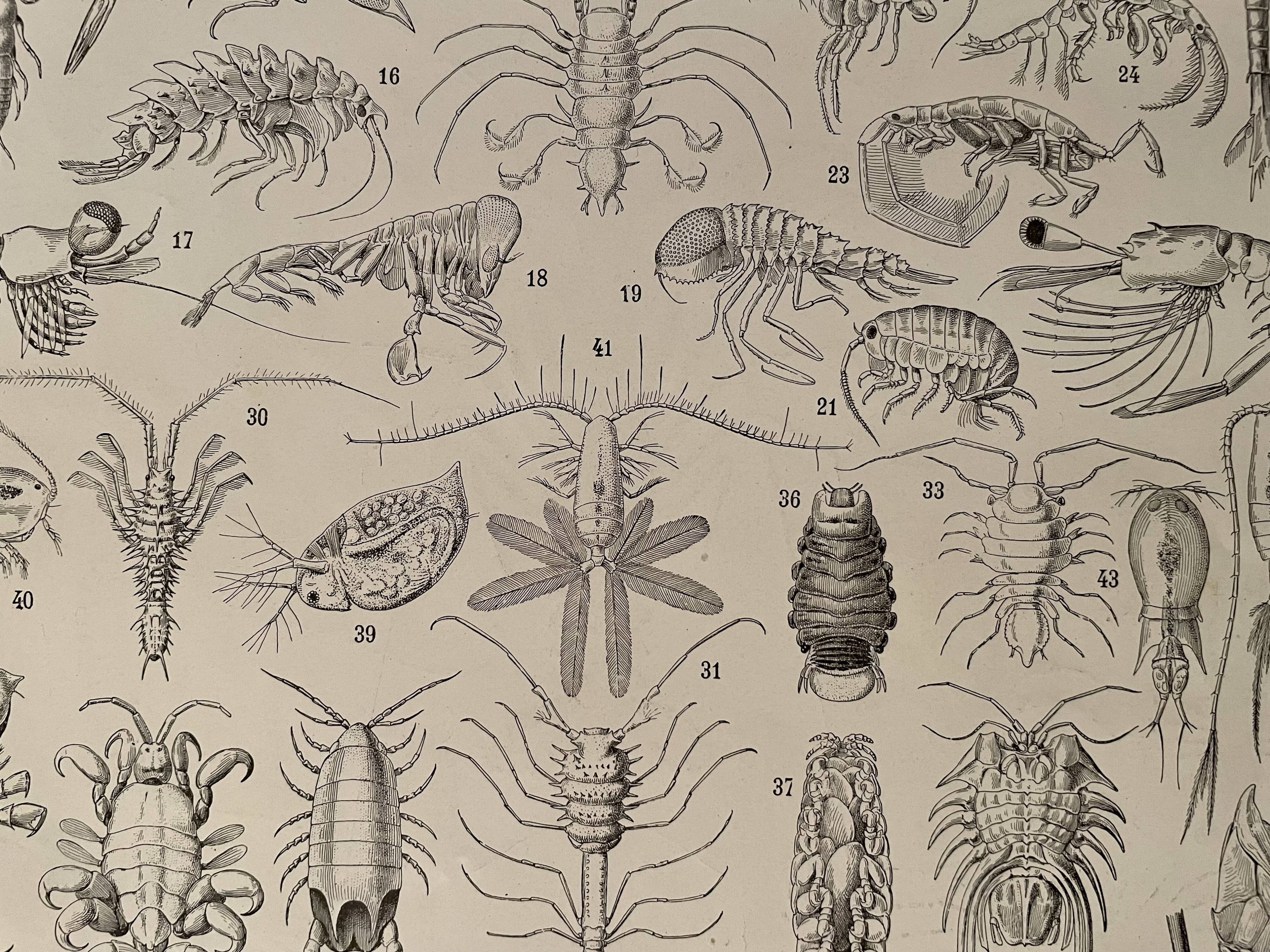 Lithograph on crustaceans - 1930